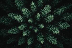 Dense forest canopy view photo