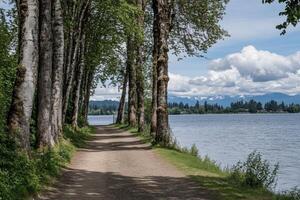 Peaceful path by a lake, lined with trees photo