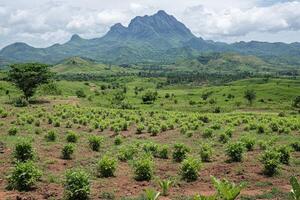 Lush, cultivated landscape with a towering mountain backdrop photo