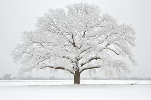 Majestic snow-covered tree in a vast winter landscape photo