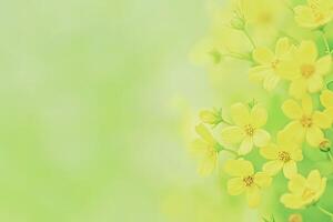 Delicate yellow blossoms on a soft green backdrop photo
