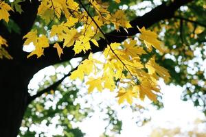 Vibrant autumn leaves on a branch photo
