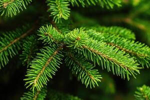 Close-up of vibrant green fir branches. Detailed view of needles and branch structure photo