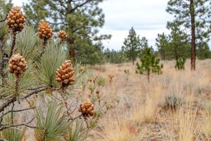 Pine cones on a branch in a pine forest photo