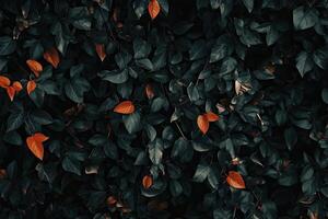Lush foliage, vibrant color accents photo