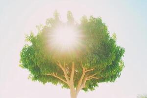 Sunlit Tree Canopy photo