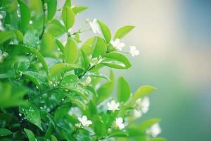 Delicate white flowers and fresh green leaves photo