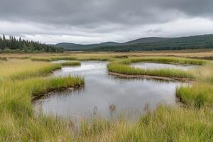 Tranquil bog landscape under a brooding sky photo