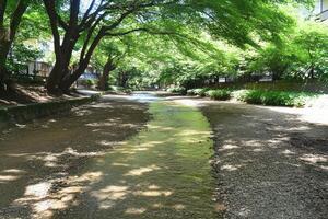 Peaceful shaded stream photo
