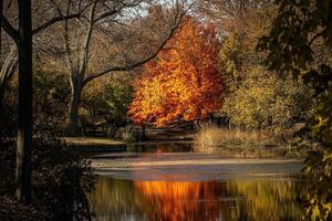 Autumnal Reflection in Park Pond photo