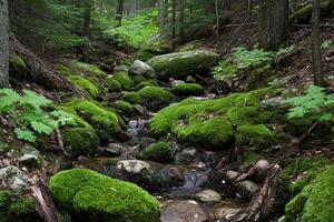 A mossy forest stream photo