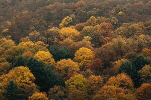 Autumn Foliage Canopy photo