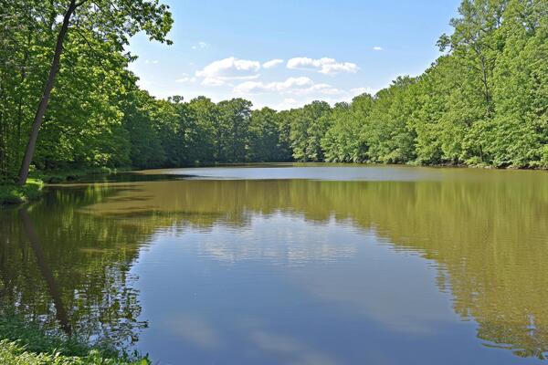 A body of water surrounded by trees and grass