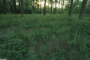 Sunlight filters through forest canopy, illuminating a grassy woodland floor photo