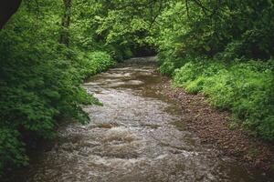 Forest stream flowing through lush greenery photo