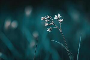 Delicate Wildflower in Teal Twilight photo