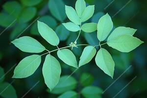 Fresh green leaves on a branch photo