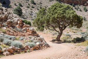 Desert trail winding through rocky landscape, with a lone juniper tree photo