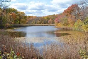 Autumnal Pond Scene photo