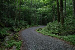 Winding forest path photo