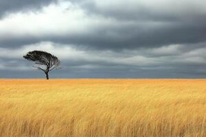 Lonely tree in a golden field under a stormy sky photo