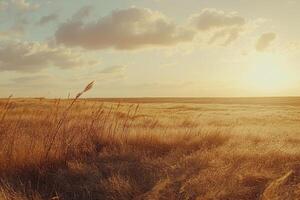 A field with tall grass and a sunset photo