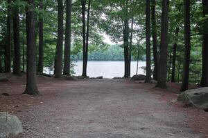 Forest path leading to a serene lake photo