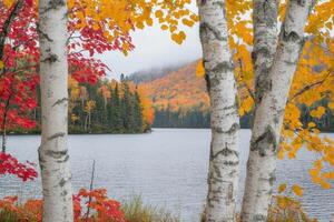 Birch trees in autumn photo