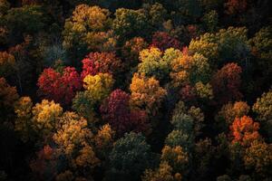 Autumn forest canopy photo