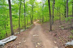 Forest trail winds through lush green woods photo