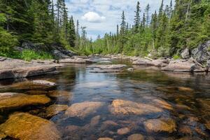 Clear, shallow river winding through a boreal forest photo