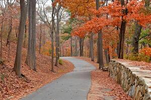 Autumnal Pathway through Woods photo