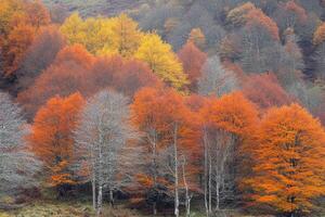 Autumnal Forest Canopy photo