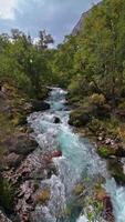 The rapid flow of a mountain river flowing in a wooded area. Vertical slow-motion . A stormy mountain stream. The flow of fresh water. video