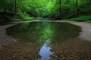 Tranquil forest stream photo