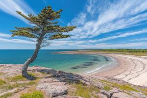 Coastal Scenic View with a Solitary Pine Tree photo