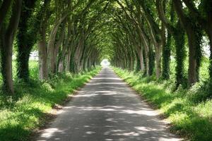 A pathway lined with trees photo