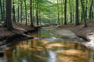 A serene forest stream photo