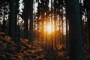 Golden Sunlight Piercing Forest Canopy photo