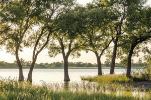 Tranquil Lakeside Trees at Dawn photo