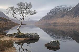 Lonely birch tree by a calm loch photo