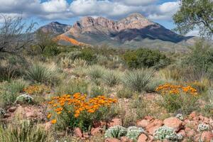 Desert landscape with vibrant wildflowers and mountains. A scenic view of a desert ecosystem featuring various desert plants and bright orange flowers amidst rocky terrain, with a backdrop of towering mountains photo