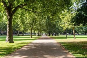 Park walkway lined with trees photo