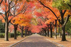 Autumnal pathway lined with vibrant trees photo