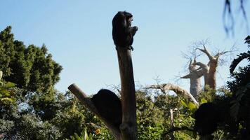 Common chimpanzee resting in a tree a sunny day - Pan troglodytes video