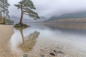 Tranquil lake scene with lone pine photo