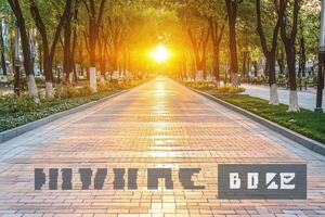 Sunrise path through lined trees photo