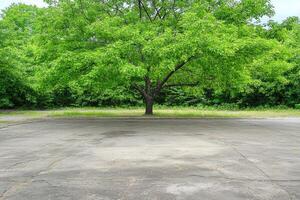 Empty parking lot with a large tree photo