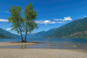 Lakeshore tranquility, two trees on a sandbar photo