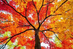 Vibrant autumn canopy photo